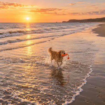 Orange fetch toy - Beach run - far away